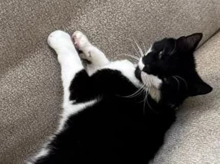 Dinny, male senior Mixed Breed for adoption at Cats Trust Adoption and Protection