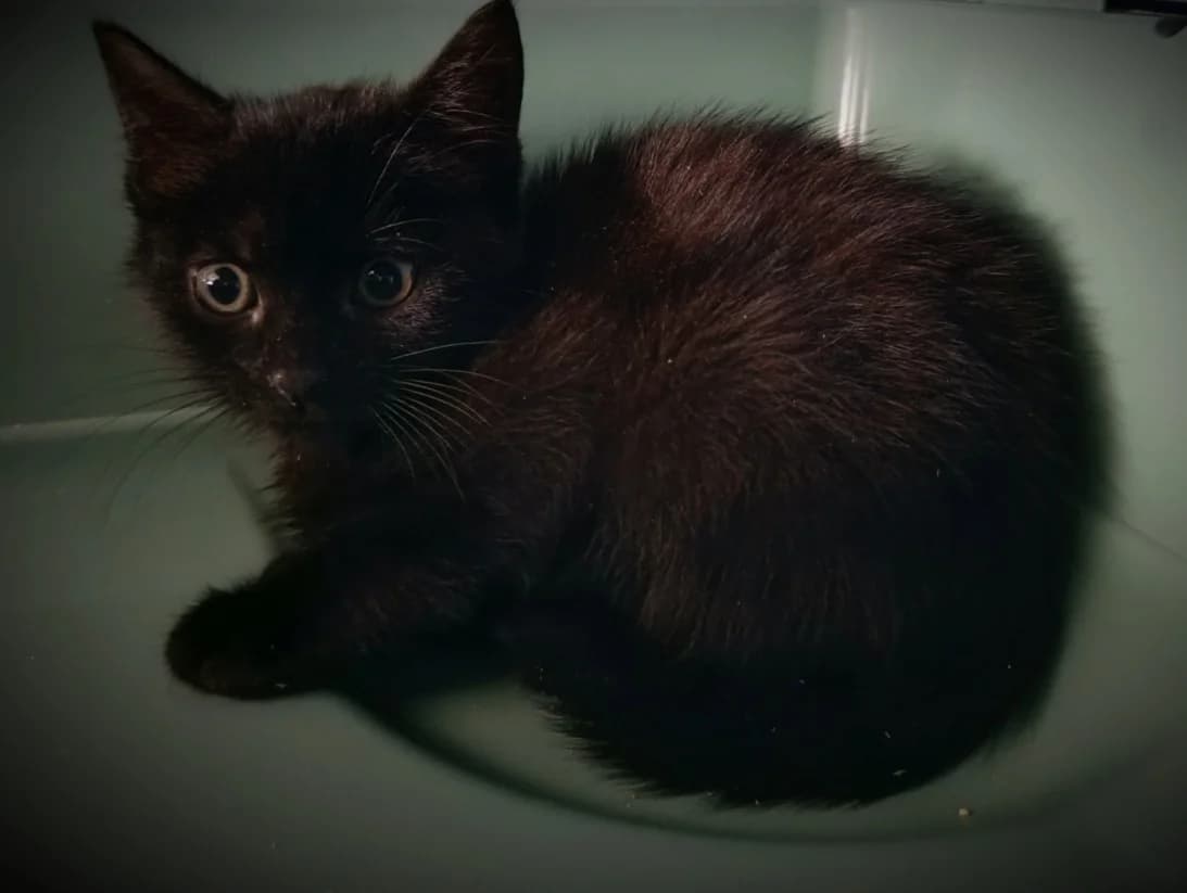 Hickory, female puppy Mixed Breed for adoption at Cats Trust Adoption and Protection