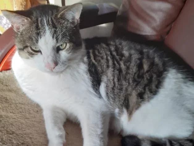 Juno, male 6yo Mixed Breed for adoption at Cats Trust Adoption and Protection