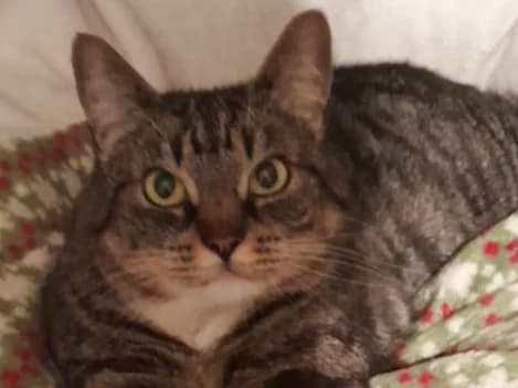 Lily, female senior Mixed Breed for adoption at Cats Trust Adoption and Protection
