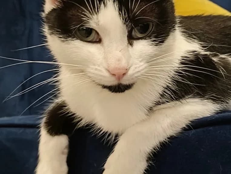 Lucky, female young Mixed Breed for adoption at Cats Trust Adoption and Protection