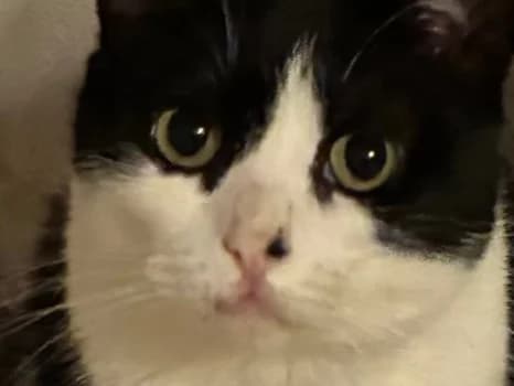 LUCY, female 6yo Mixed Breed for adoption at Cats Trust Adoption and Protection