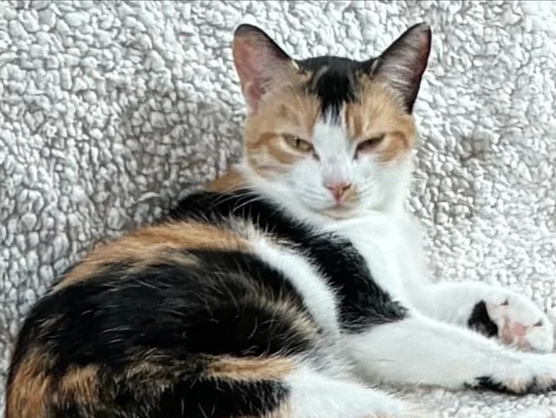 LULU, female young Mixed Breed for adoption at Cats Trust Adoption and Protection