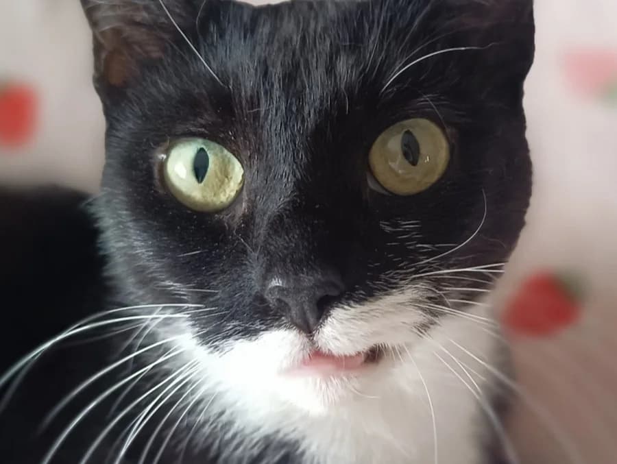 Madame, female young Mixed Breed for adoption at Cats Trust Adoption and Protection