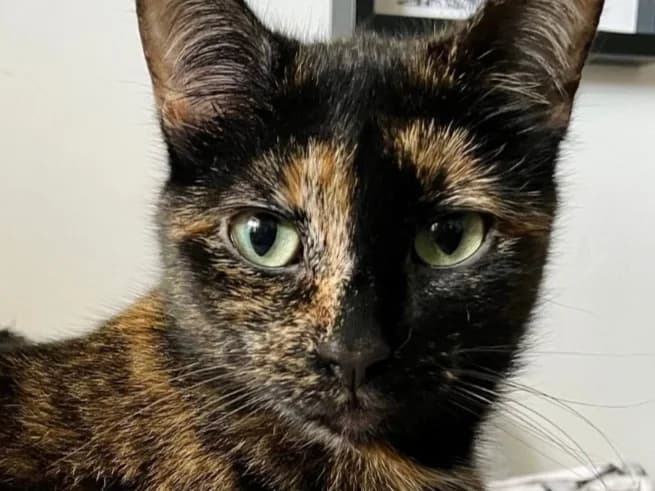 Nala, female 5yo Mixed Breed for adoption at Cats Trust Adoption and Protection
