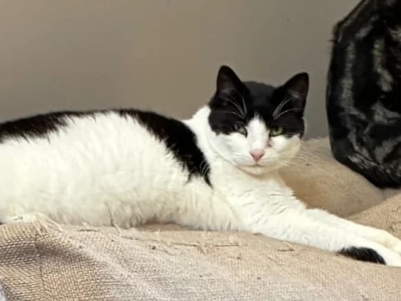 OBASI, male young Mixed Breed for adoption at Cats Trust Adoption and Protection