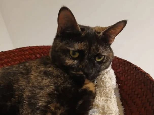 Peaches (FIV+), female 3yo Mixed Breed for adoption at Cats Trust Adoption and Protection
