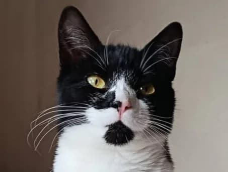 PEGGY, female young Mixed Breed for adoption at Cats Trust Adoption and Protection