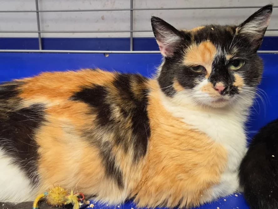 Rua, female young Mixed Breed for adoption at Cats Trust Adoption and Protection