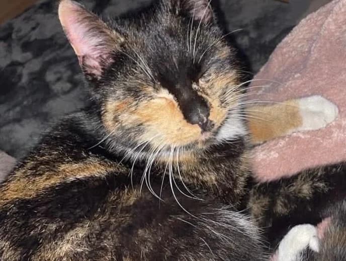 Suki, female young Mixed Breed for adoption at Cats Trust Adoption and Protection