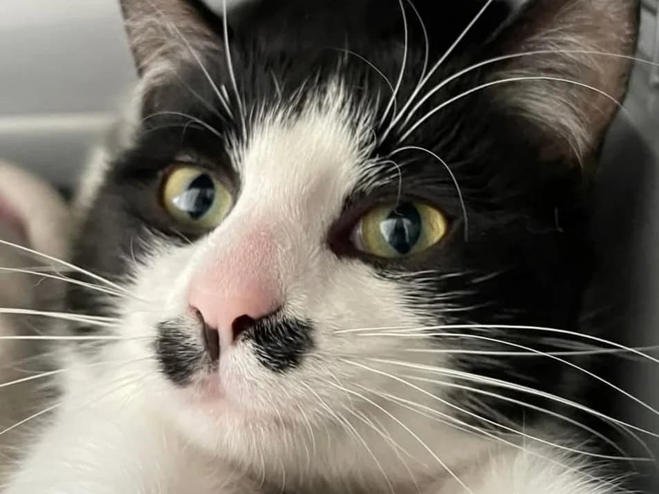 Tasha, female 3yo Mixed Breed for adoption at Cats Trust Adoption and Protection