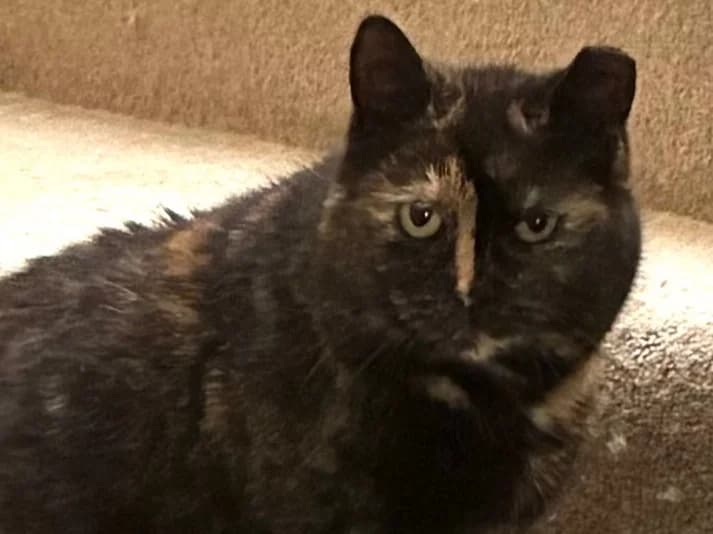 Thelma, female 7yo Mixed Breed for adoption at Cats Trust Adoption and Protection