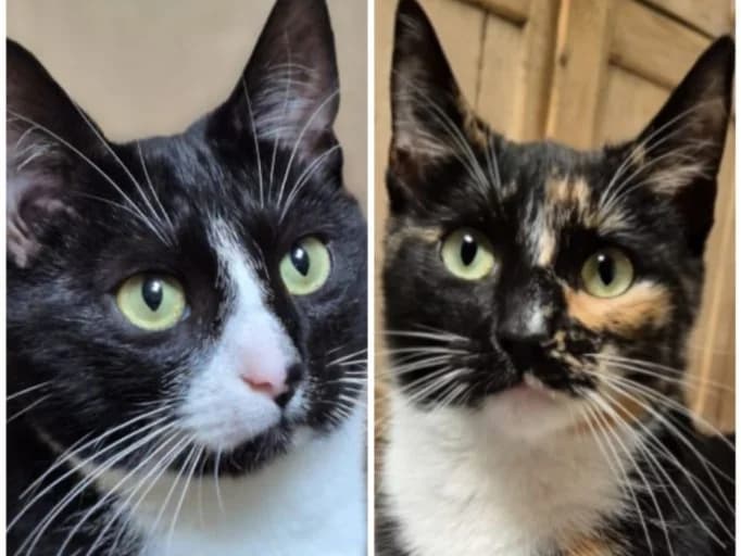 Tonto and Chara, male young Mixed Breed for adoption at Cats Trust Adoption and Protection