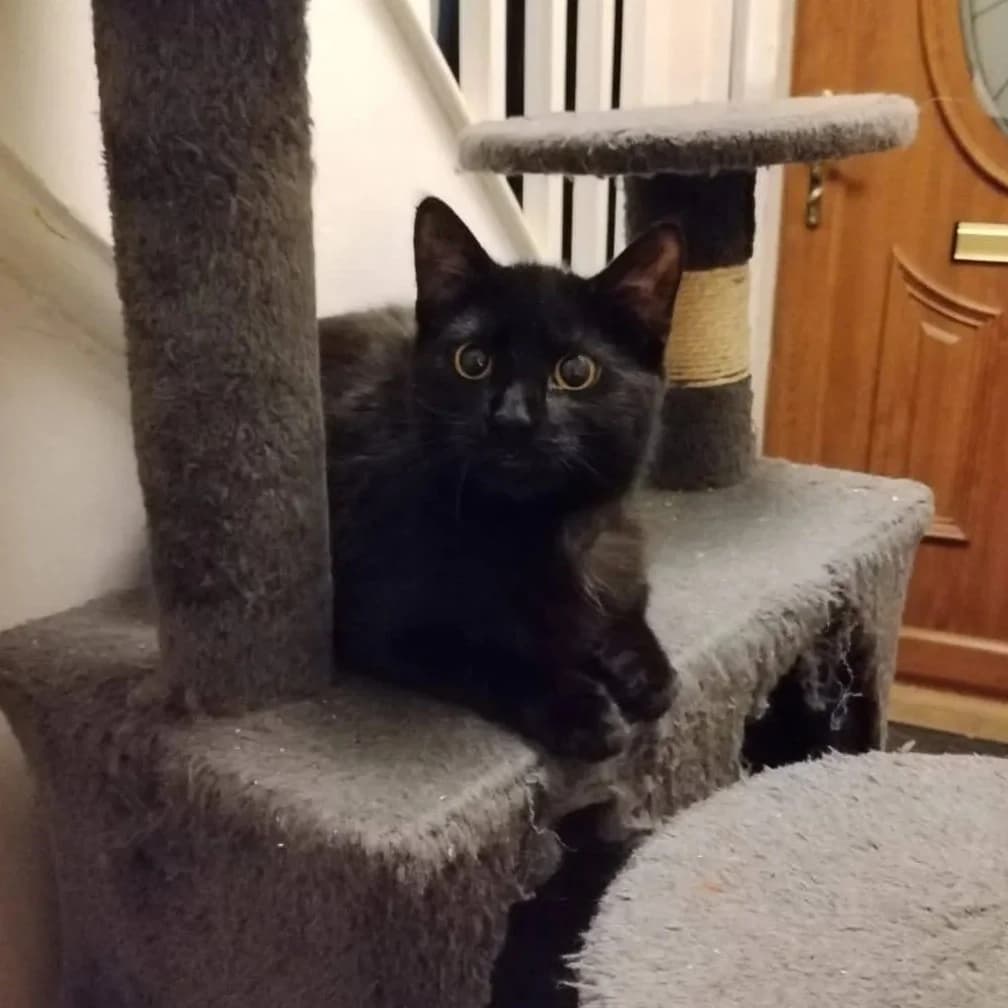 Bernie, male Mixed Breed for adoption at CDPA Ireland