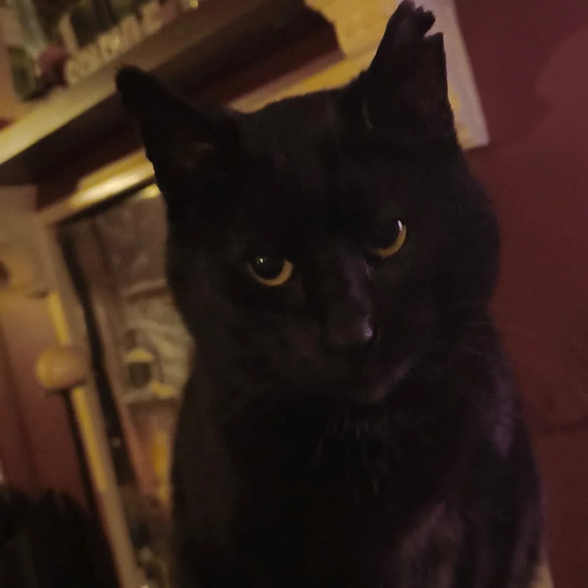 Danny, male Mixed Breed for adoption at CDPA Ireland