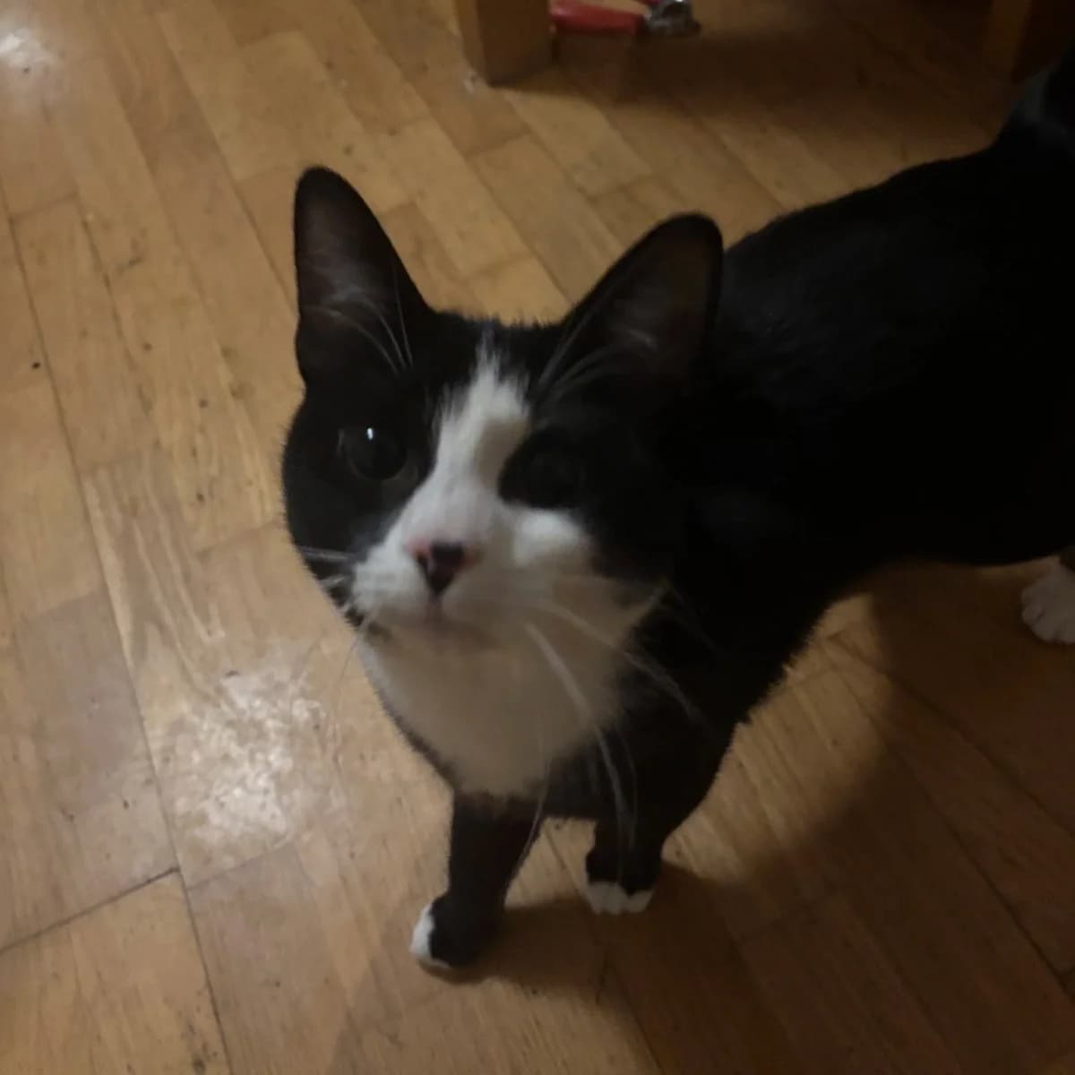 Dante, male Mixed Breed for adoption at CDPA Ireland