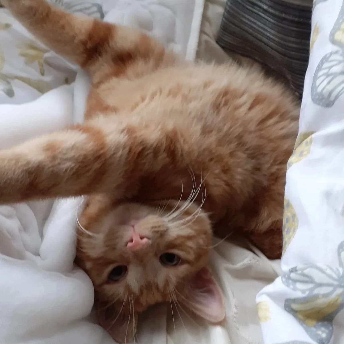 Dorel, male Mixed Breed for adoption at CDPA Ireland