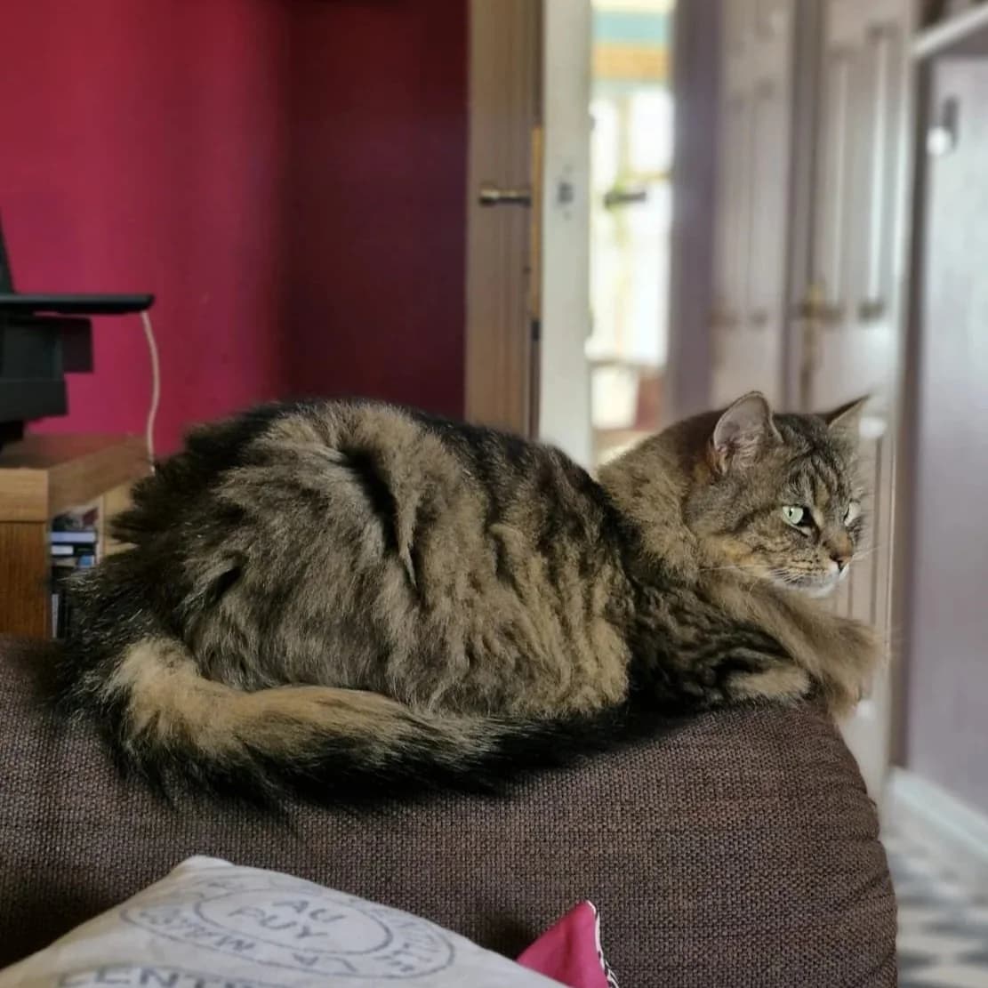 Fluffy Pants, female Mixed Breed for adoption at CDPA Ireland