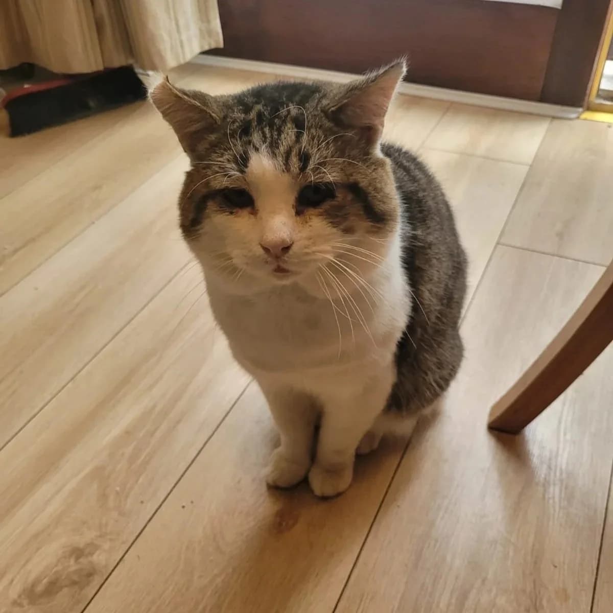 Fred, male Mixed Breed for adoption at CDPA Ireland