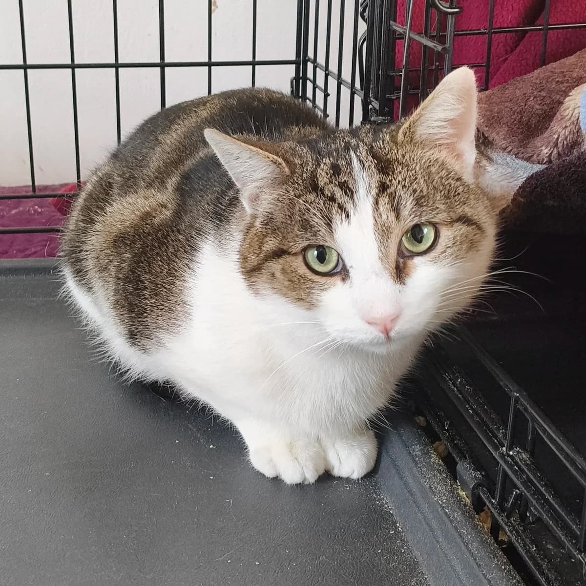 Hobbs, male Mixed Breed for adoption at CDPA Ireland