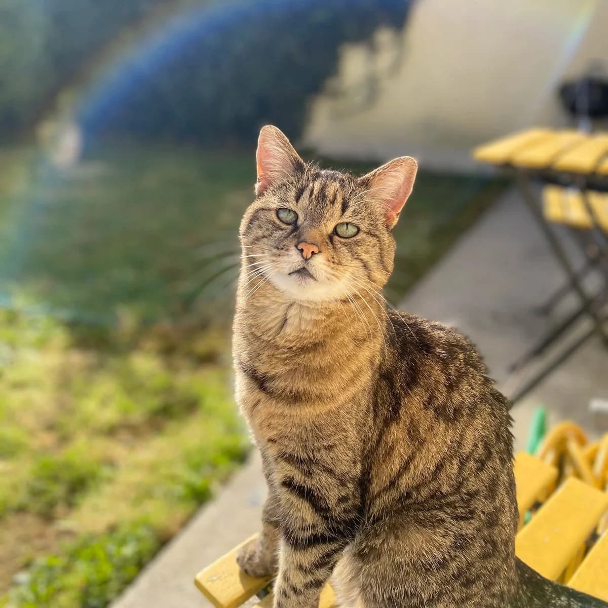 Kluska, female Mixed Breed for adoption at CDPA Ireland