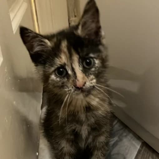 Lady,  Mixed Breed for adoption at CDPA Ireland