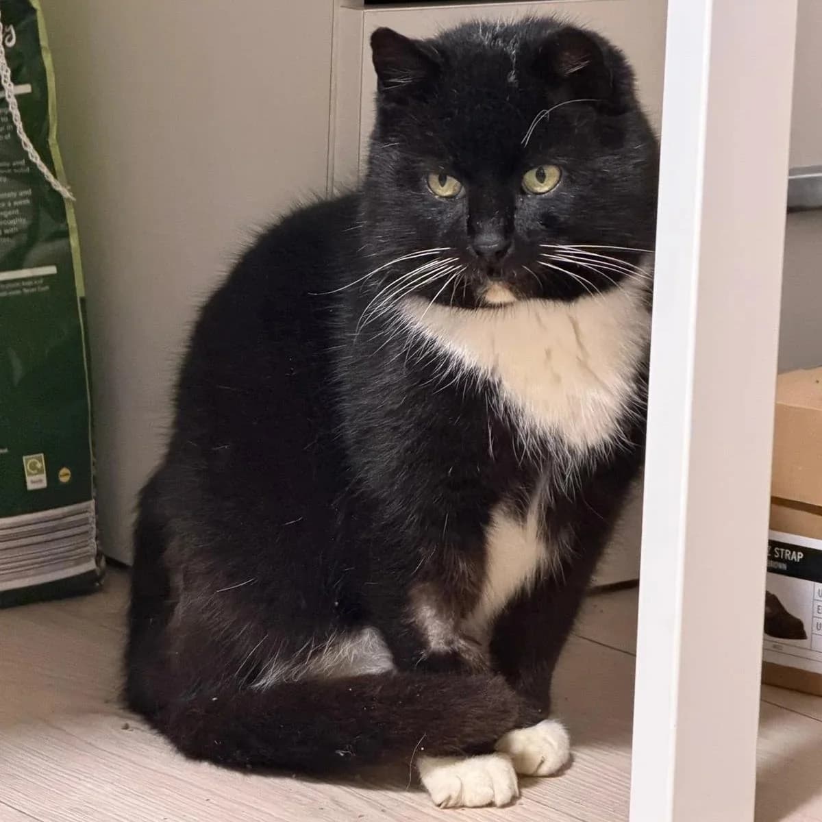 Liam, male Mixed Breed for adoption at CDPA Ireland