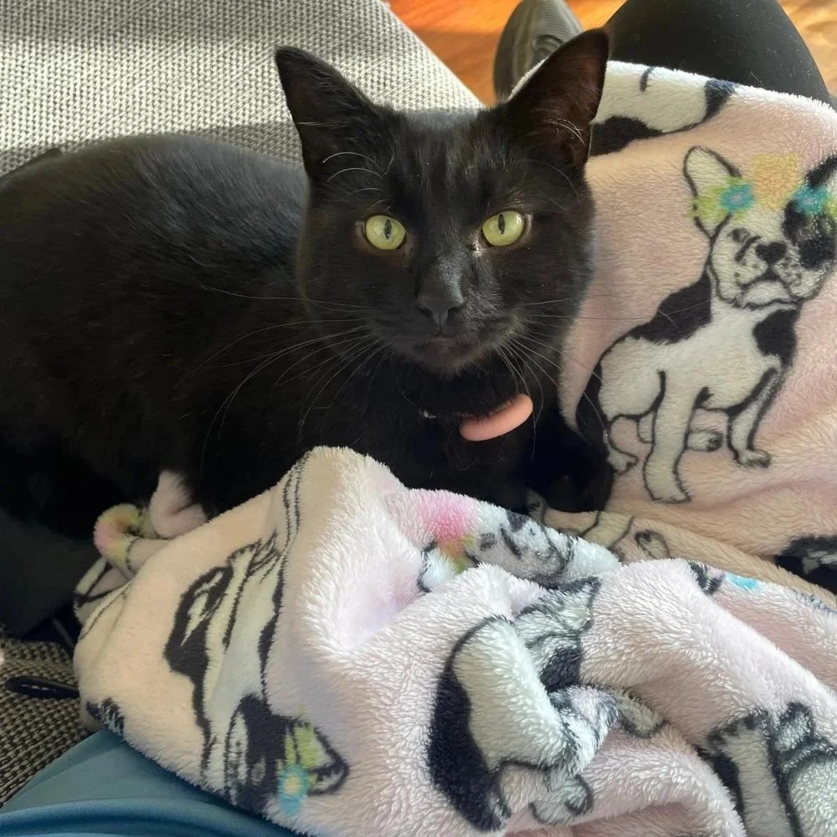 Martin, male Mixed Breed for adoption at CDPA Ireland