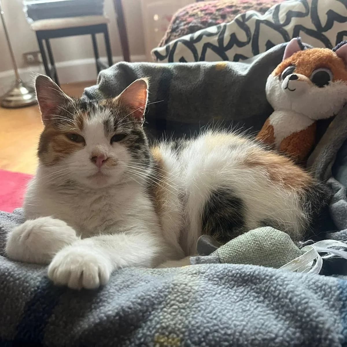 Maxine, female Mixed Breed for adoption at CDPA Ireland