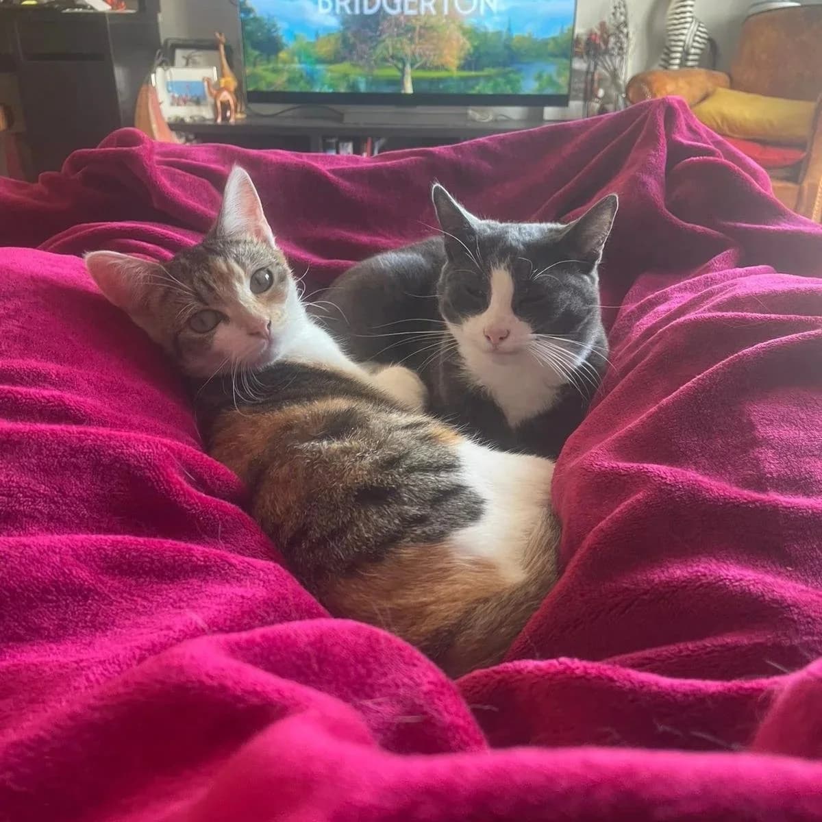 Megumi and Canoe,  Mixed Breed for adoption at CDPA Ireland