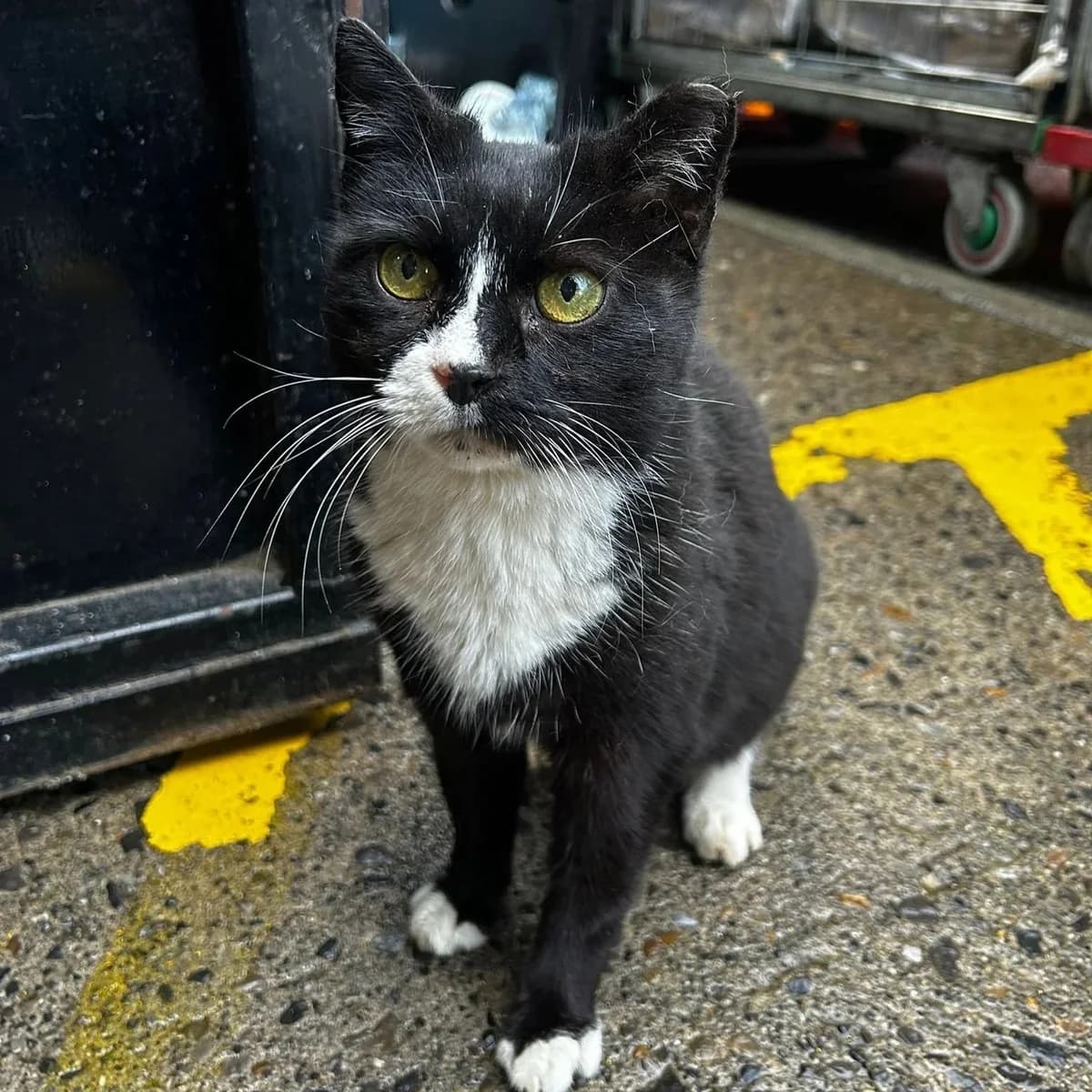Missy Rose, female Mixed Breed for adoption at CDPA Ireland