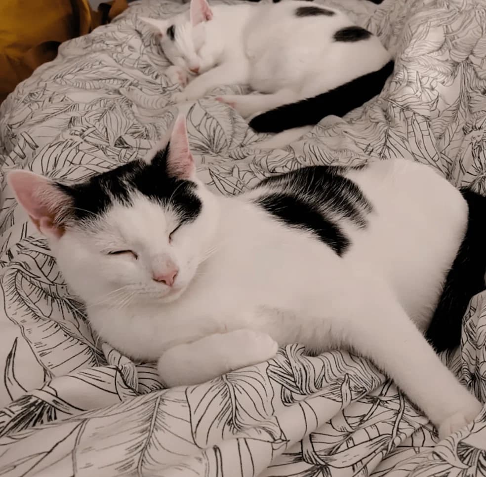 Pete and Ivan, male Mixed Breed for adoption at CDPA Ireland