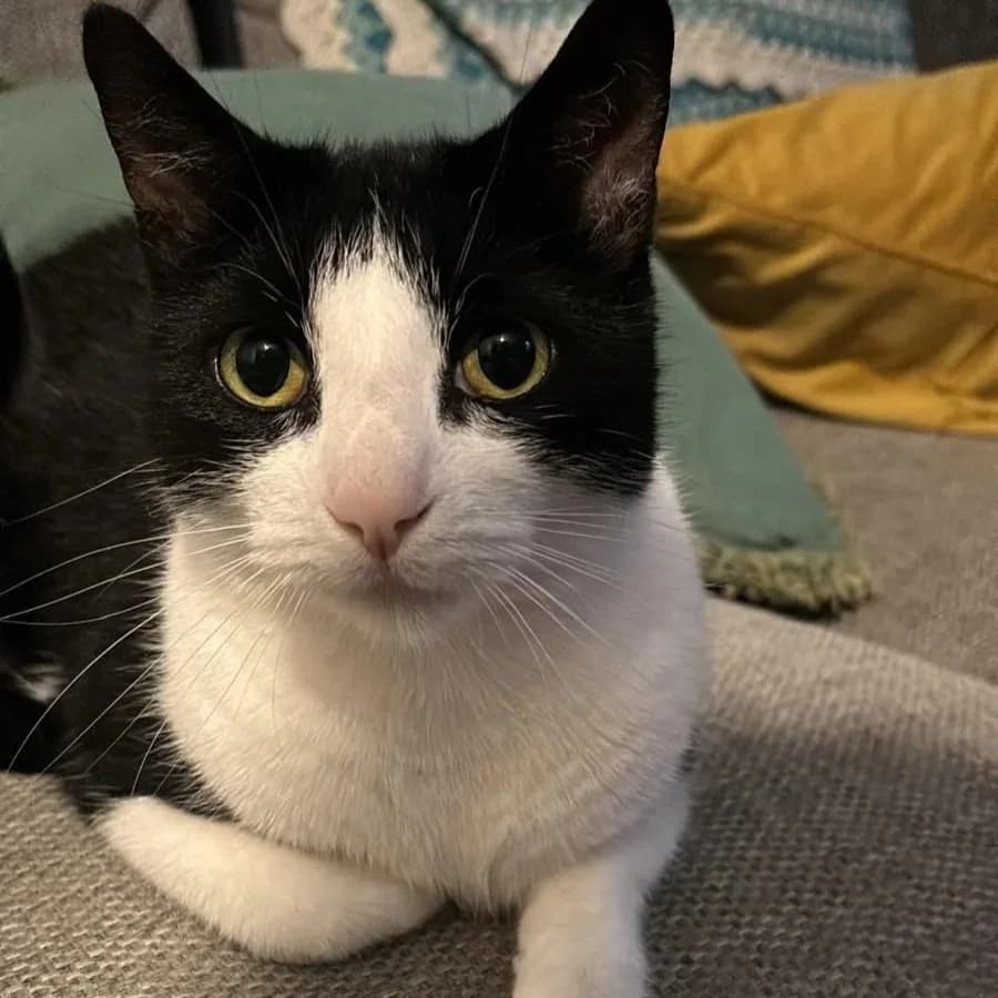 Snoop Catt, male Mixed Breed for adoption at CDPA Ireland