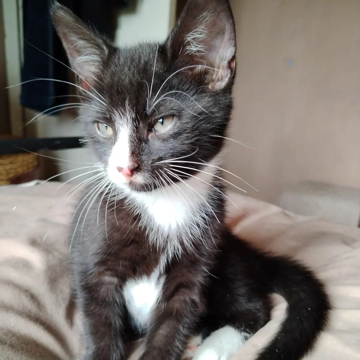 Tuco,  Mixed Breed for adoption at CDPA Ireland