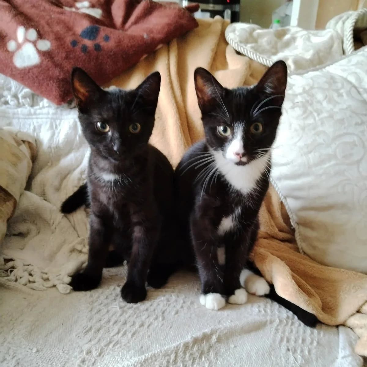 Tuco and Lala,  Mixed Breed for adoption at CDPA Ireland