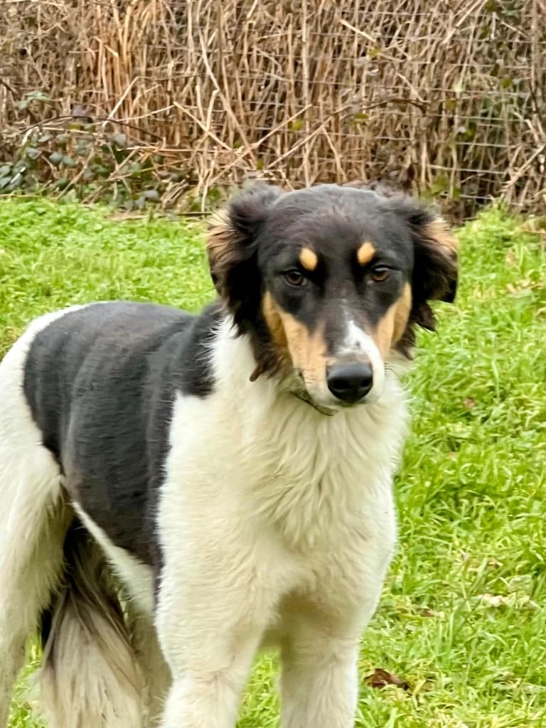 Millie, Tricolour female Lurcher for adoption at Clare Animal Welfare, Feakle