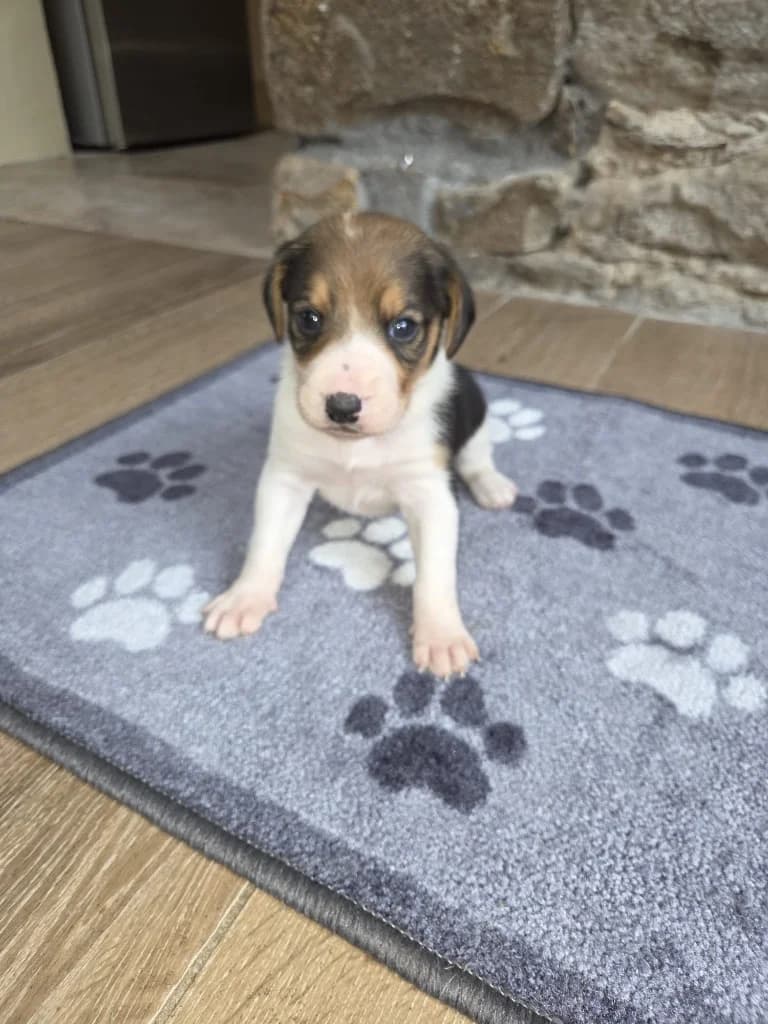 Millie, Tricolour female puppy Lurcher for adoption at Clare Animal Welfare, Feakle