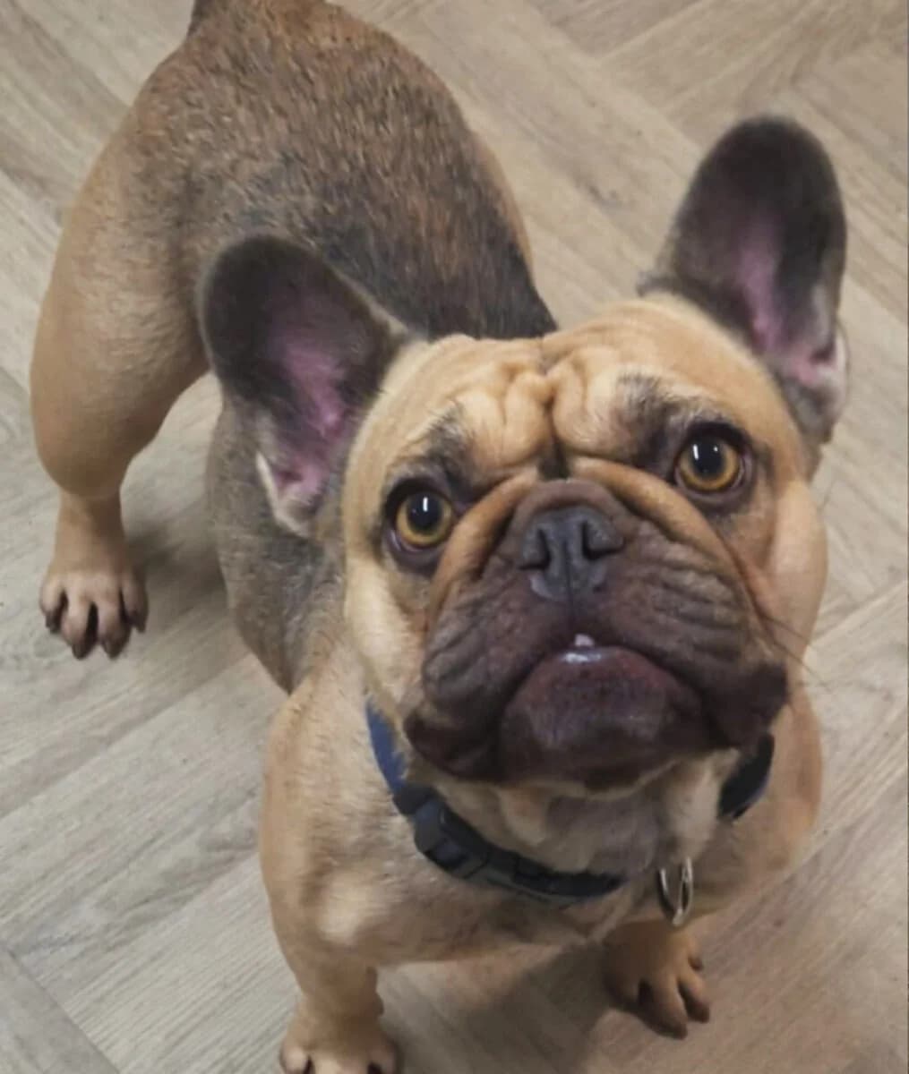 Mary,  3yo French Bulldog for adoption at Dogs Aid Animal Sanctuary, Dublin