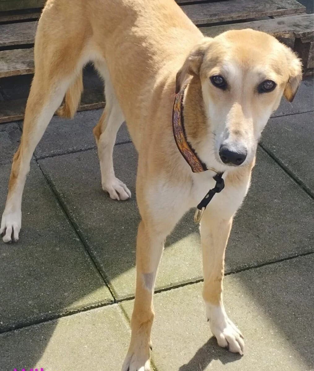 Wilma, male young Lurcher for adoption at Dogs Aid Animal Sanctuary, Dublin