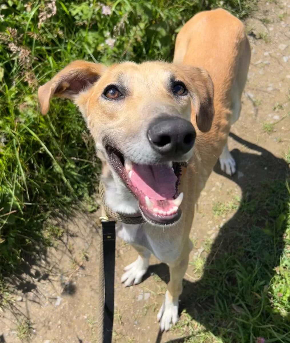 Fred, male puppy Lurcher for adoption at Dogs Aid Animal Sanctuary, Dublin