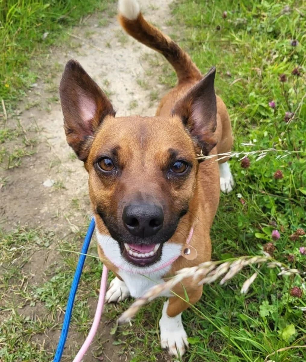 Toby, male young mixed breed for adoption at Dogs Aid Animal Sanctuary, Dublin