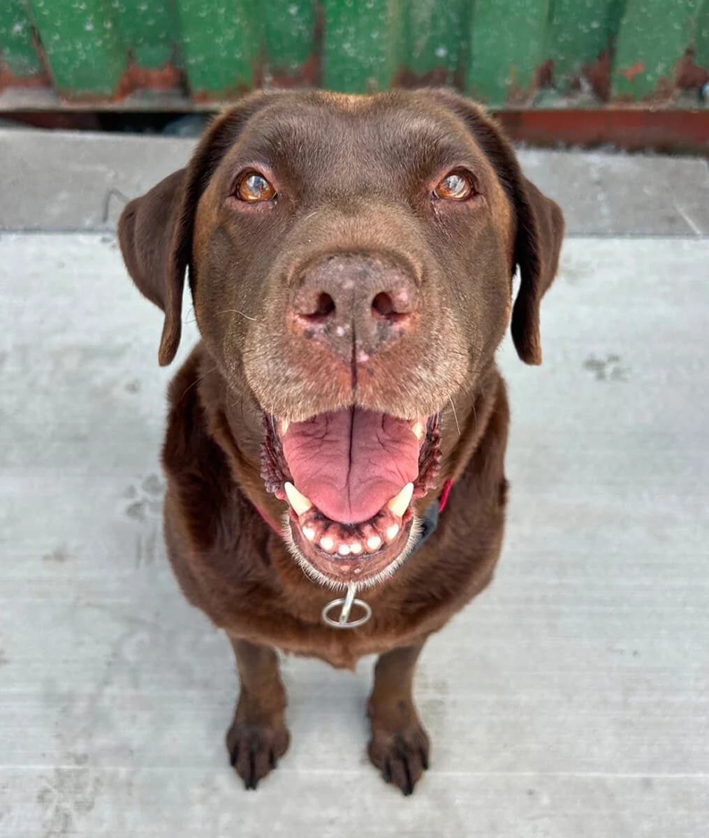 Kai, male senior Labrador Retriever for adoption at Dogs Aid Animal Sanctuary, Dublin