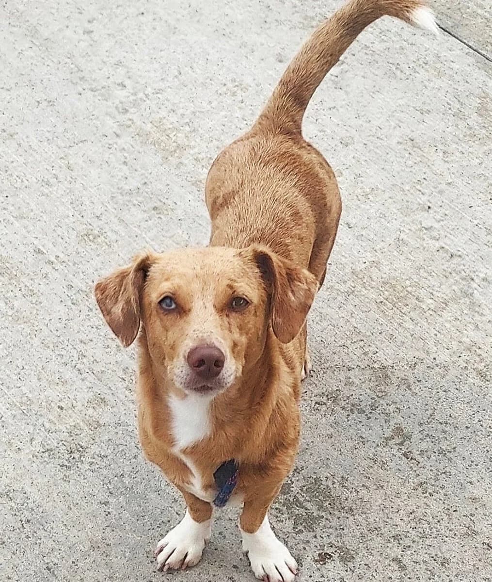 Blanch, male young Dachshund for adoption at Dogs Aid Animal Sanctuary, Dublin