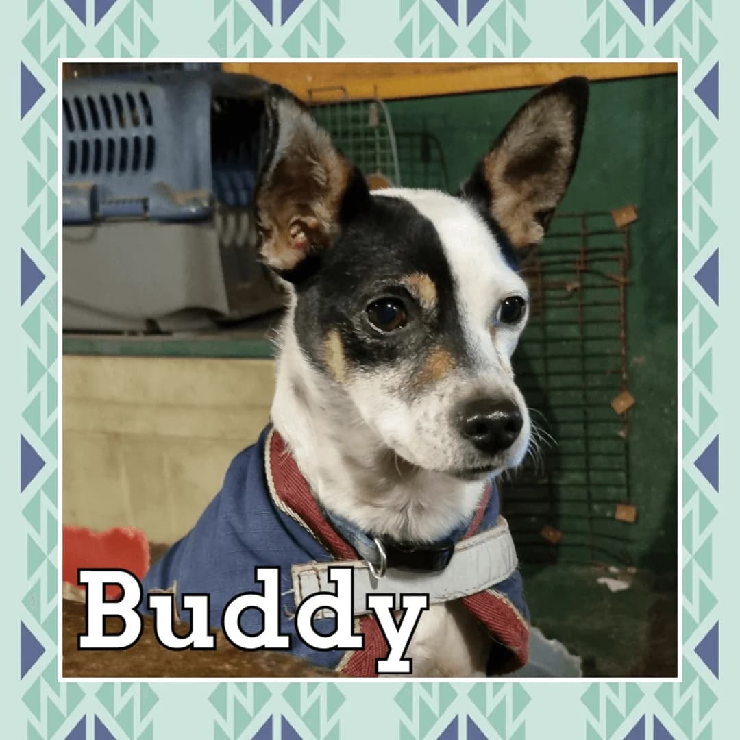 Buddy, male Mixed Breed for adoption at Dogs Aid Animal Sanctuary, Dublin