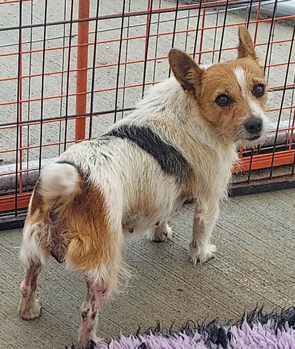 Minnie, male mixed breed for adoption at Dogs Aid Animal Sanctuary, Dublin