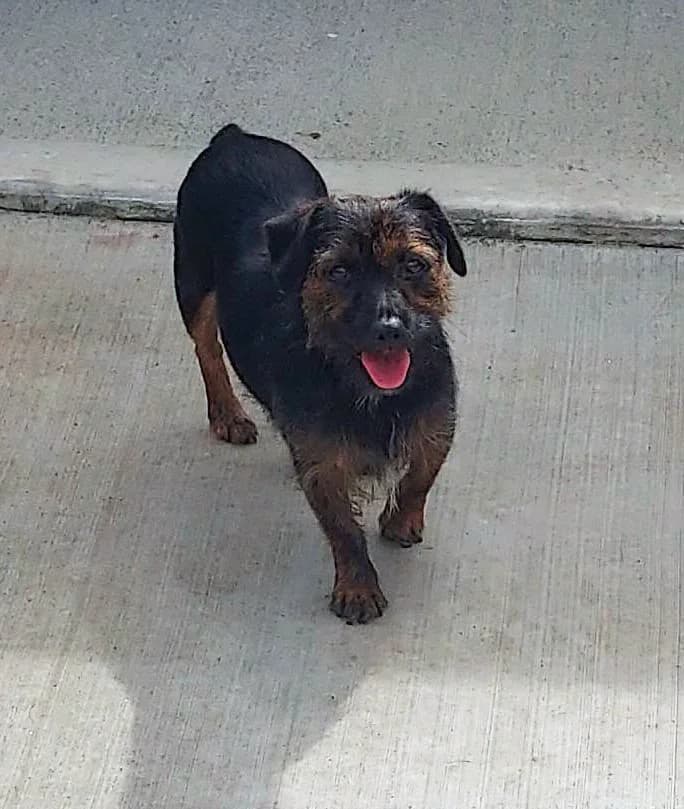 Tessa, male 4yo mixed breed for adoption at Dogs Aid Animal Sanctuary, Dublin