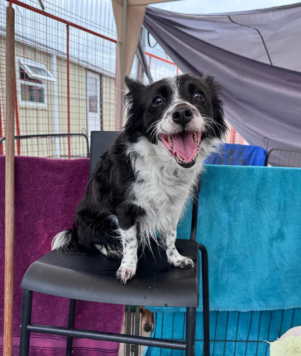 Rosie, male 7yo Collie for adoption at Dogs Aid Animal Sanctuary, Dublin