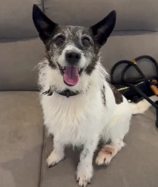 Daisy, male senior mixed breed for adoption at Dogs Aid Animal Sanctuary, Dublin