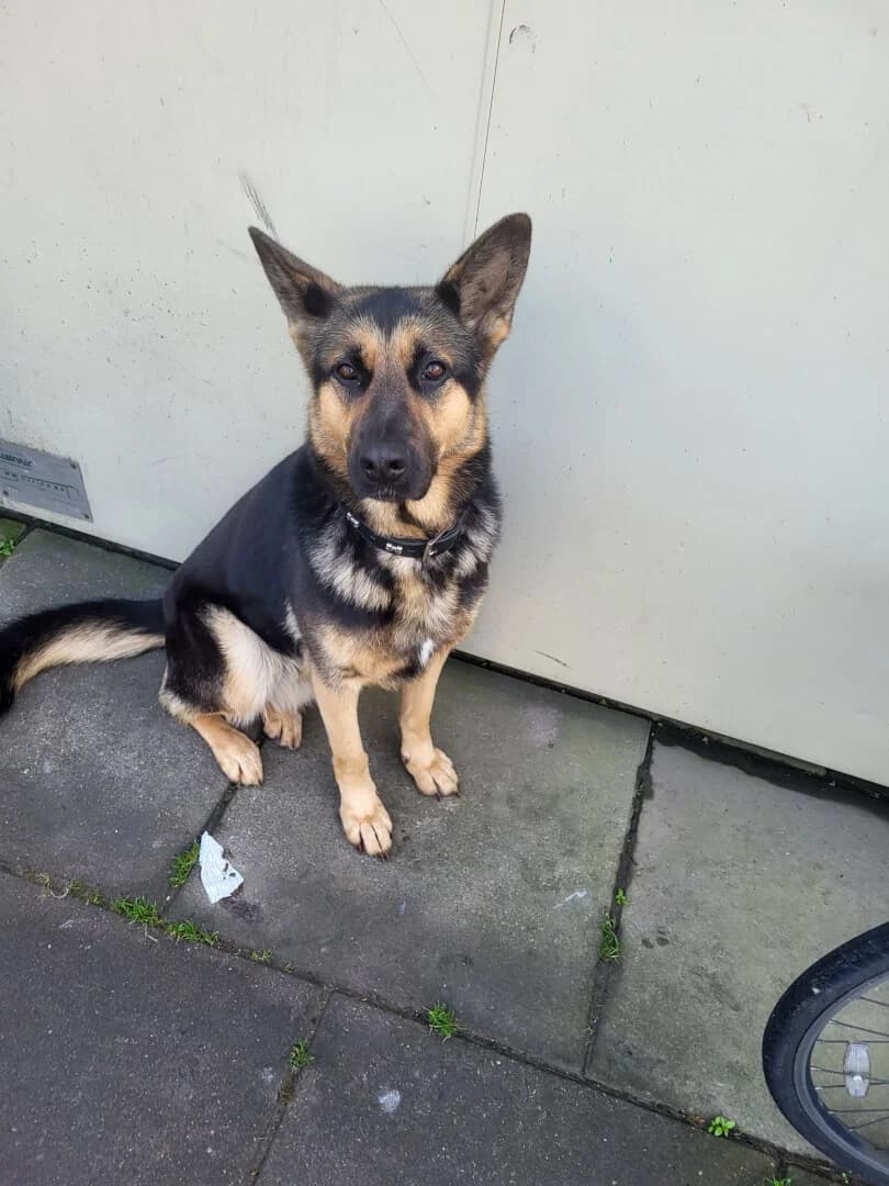 Koda,  young Mixed Breed for adoption at Dogs Aid Animal Sanctuary, Dublin