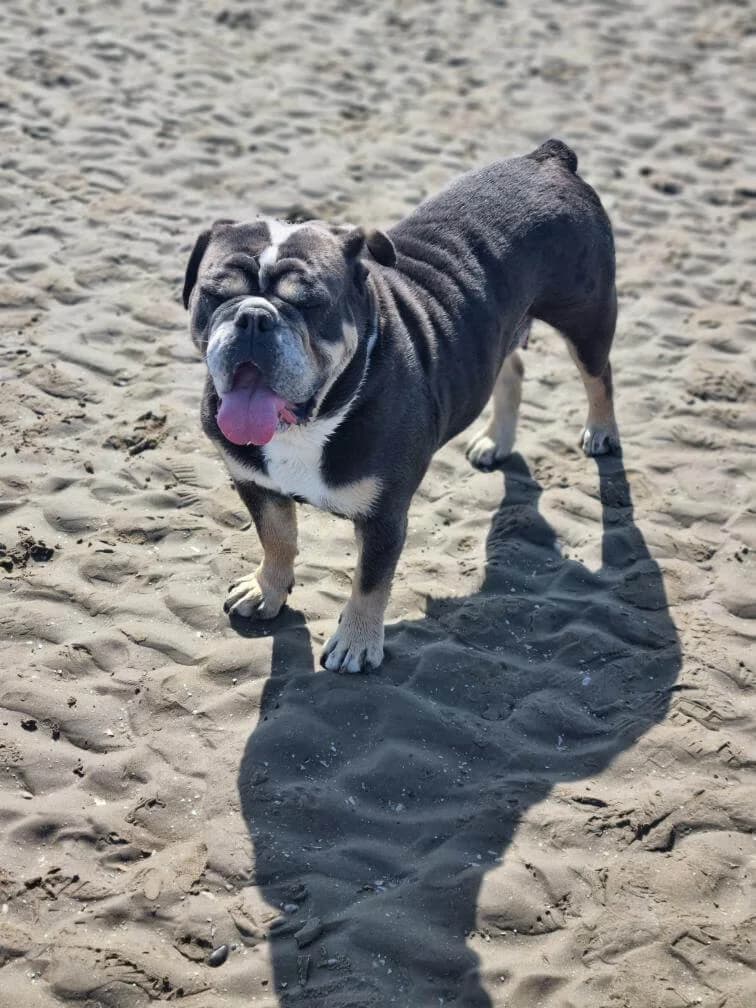 Rudy,  5yo Mixed Breed for adoption at Dogs Aid Animal Sanctuary, Dublin